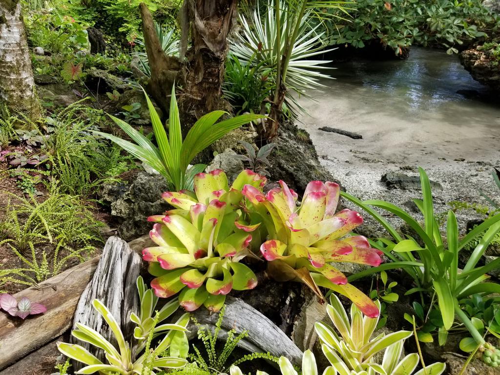 Piscina Natural On The Sea Cahuita Exterior photo